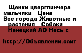 Щенки цвергпинчера мальчики › Цена ­ 25 000 - Все города Животные и растения » Собаки   . Ненецкий АО,Несь с.